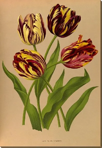 Картина Поздние тюльпаны Bizarres (1872-1881)