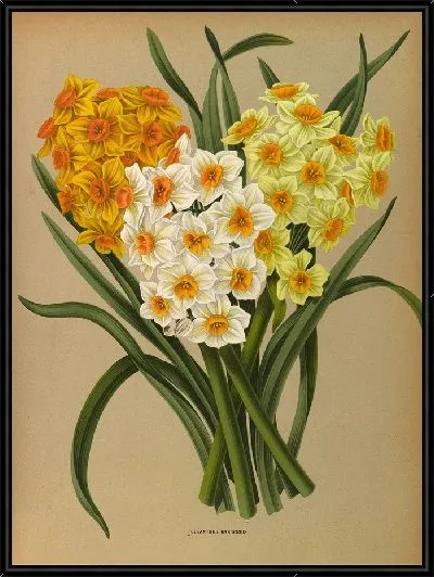 Картина Полиант Нарцисс (1872-1881)