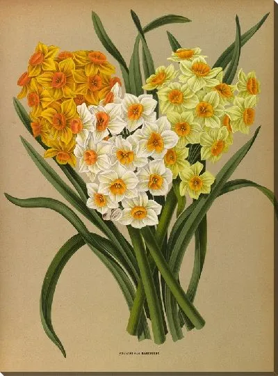 Картина Полиант Нарцисс (1872-1881)