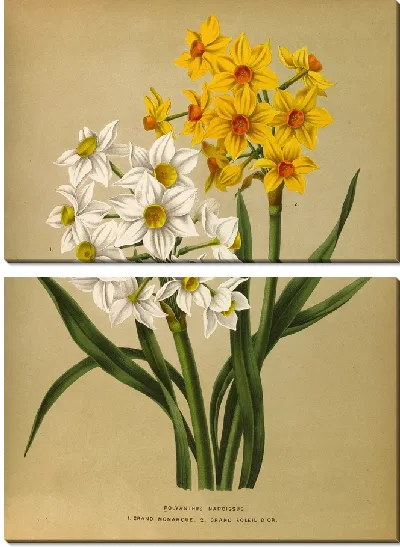 Картина Полиант Нарцисс 1. Гранд Монарк. 2. Гран Солей Дор (1872-1881).