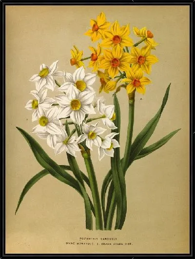 Картина Полиант Нарцисс 1. Гранд Монарк. 2. Гран Солей Дор (1872-1881).