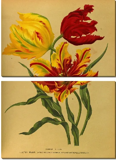 Картина Попугайные тюльпаны (1872-1881)