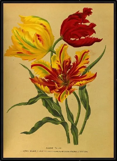 Картина Попугайные тюльпаны (1872-1881)