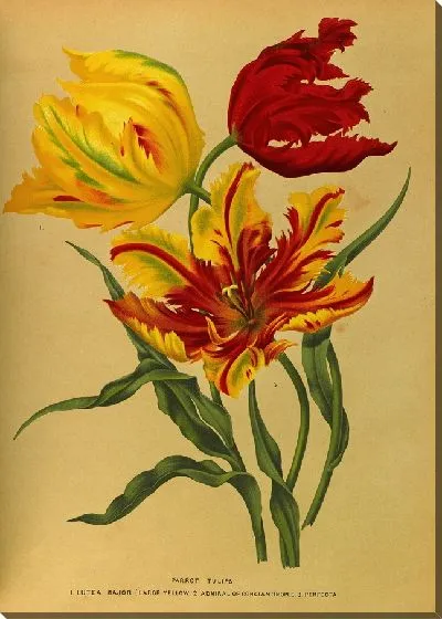 Картина Попугайные тюльпаны (1872-1881)