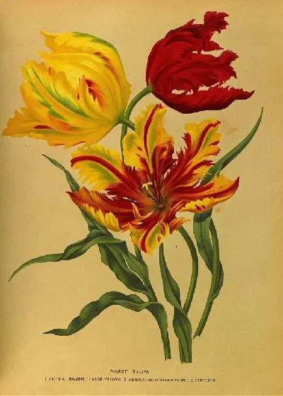 Картина Попугайные тюльпаны (1872-1881)