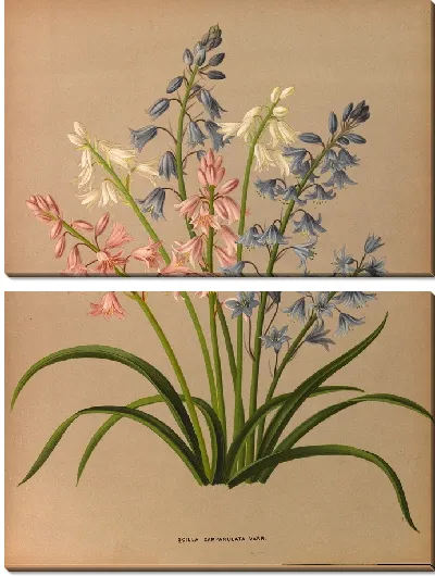 Картина Пролеска колокольчатая (1872-1881)