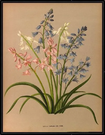Картина Пролеска колокольчатая (1872-1881)