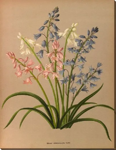 Картина Пролеска колокольчатая (1872-1881)