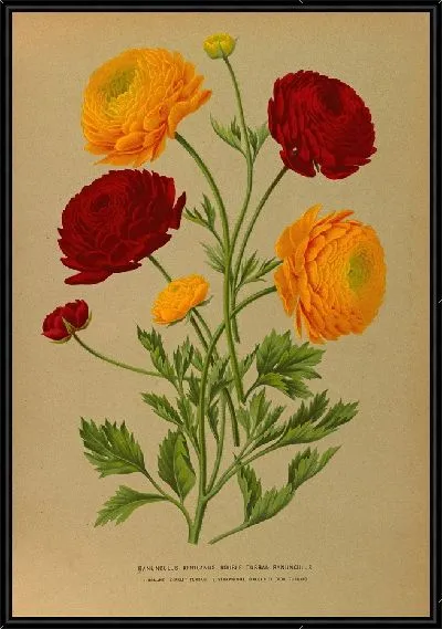 Картина Ранункулюс африканский. Двойной тюрбан Лютик (1872-1881)