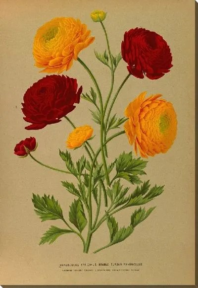 Картина Ранункулюс африканский. Двойной тюрбан Лютик (1872-1881)