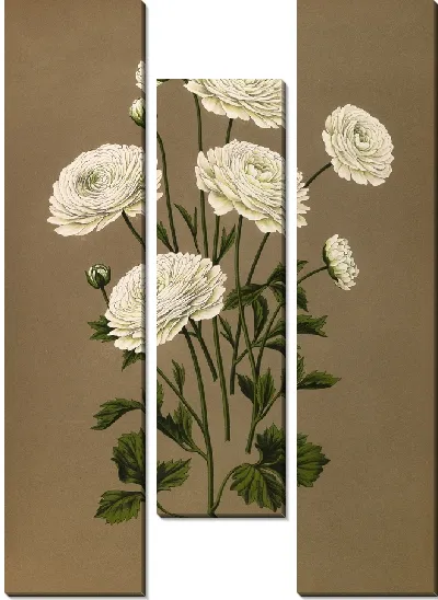 Картина Ранункулюс Геркулес (Белый Тюрбан) (1872-1881)