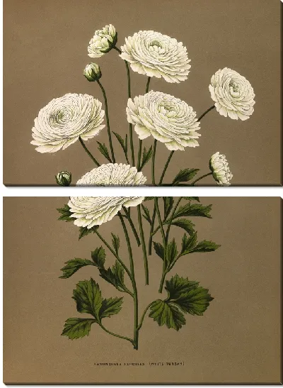 Картина Ранункулюс Геркулес (Белый Тюрбан) (1872-1881)