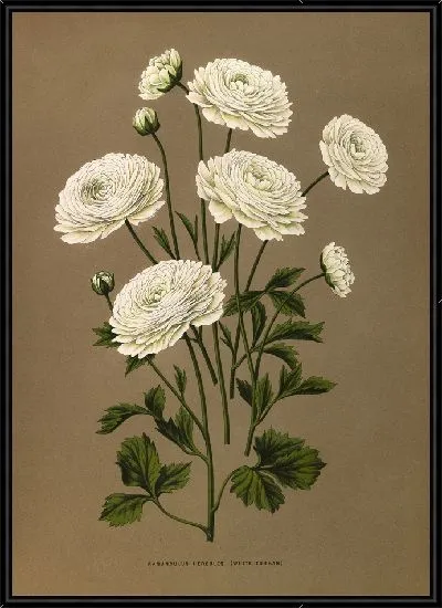 Картина Ранункулюс Геркулес (Белый Тюрбан) (1872-1881)