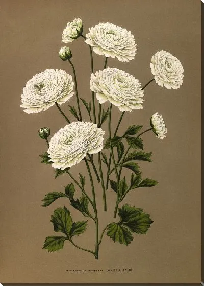 Картина Ранункулюс Геркулес (Белый Тюрбан) (1872-1881)