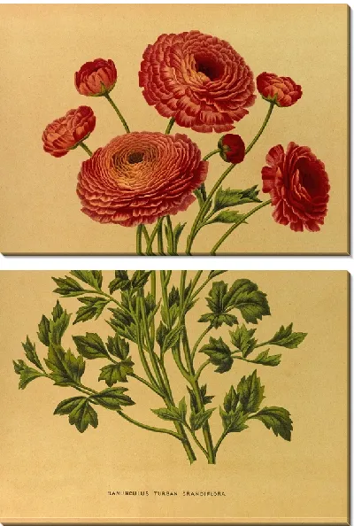 Картина Ранункулюс Тюрбан Крандифлора (1872-1881)