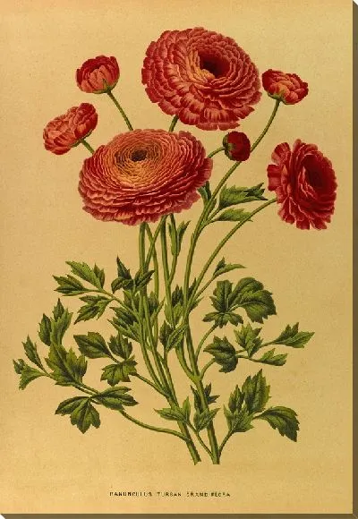 Картина Ранункулюс Тюрбан Крандифлора (1872-1881)