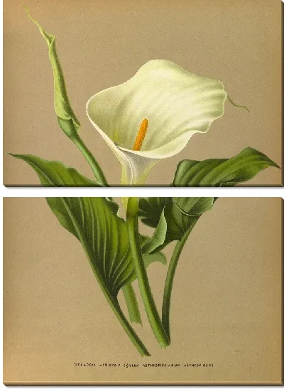 Картина Ричардия Африканская (1872-1881)