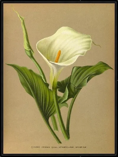 Картина Ричардия Африканская (1872-1881)