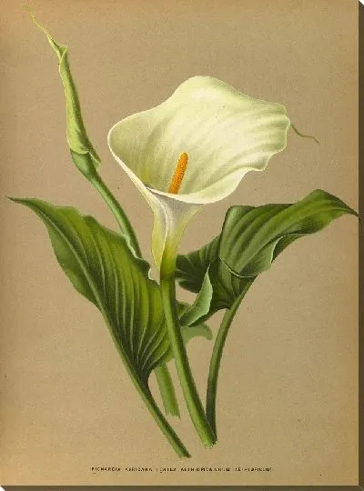 Картина Ричардия Африканская (1872-1881)