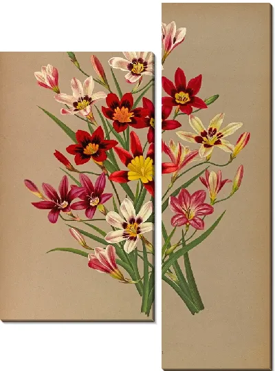 Картина Спараксис Триколор (1872-1881)