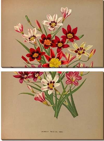 Картина Спараксис Триколор (1872-1881)