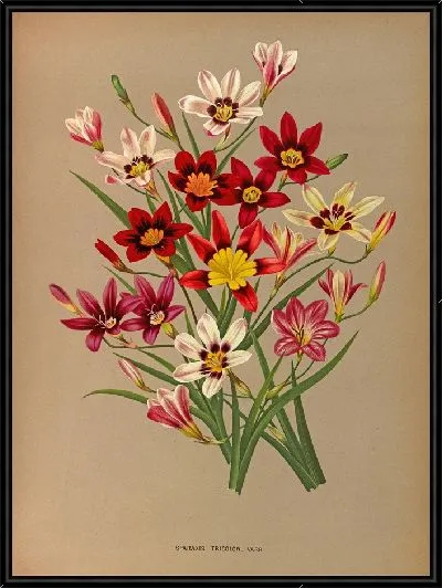 Картина Спараксис Триколор (1872-1881)