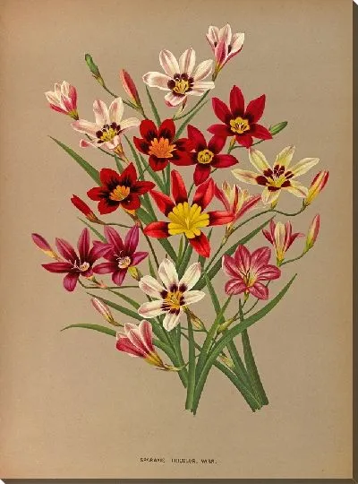 Картина Спараксис Триколор (1872-1881)