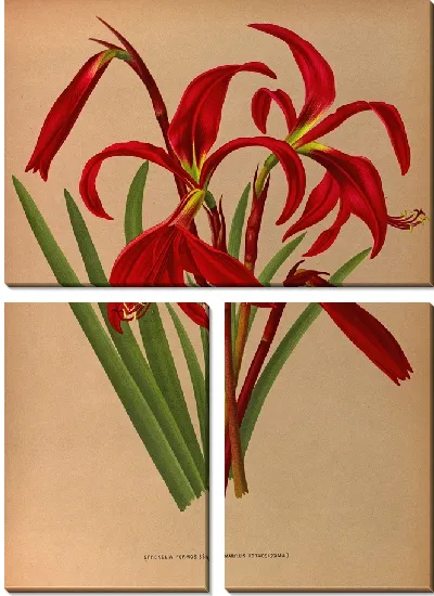 Картина Спрекелия Формосиссима (Amaryllis Formosissima) (1872-1881)