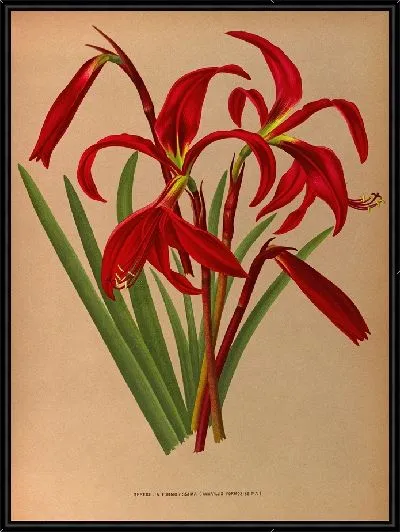 Картина Спрекелия Формосиссима (Amaryllis Formosissima) (1872-1881)