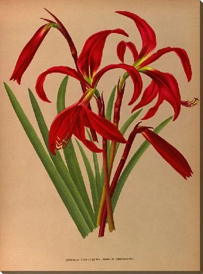 Картина Спрекелия Формосиссима (Amaryllis Formosissima) (1872-1881)