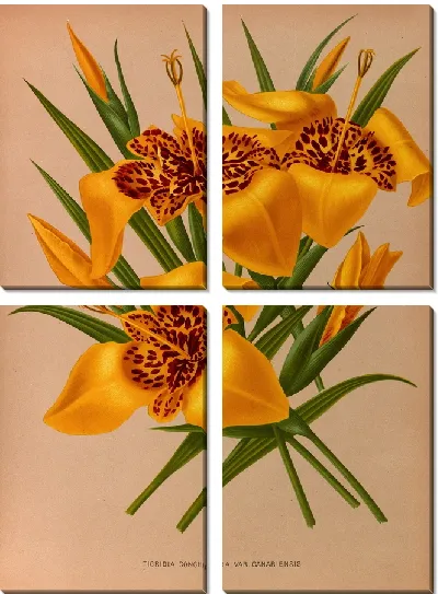 Картина Тигридия Кончиплора (1872-1881)