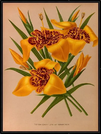 Картина Тигридия Кончиплора (1872-1881)