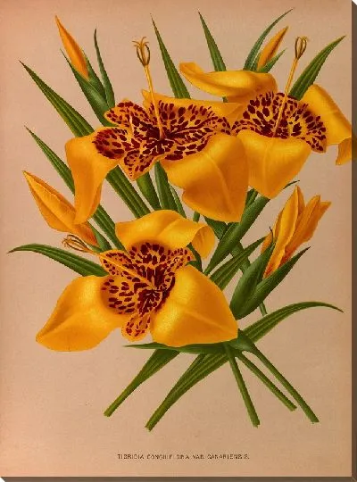 Картина Тигридия Кончиплора (1872-1881)