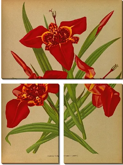 Картина Тигридия Павония (Феррария Тигридия) (1872-1881)