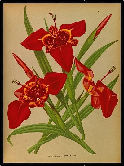 Картина Тигридия Павония (Феррария Тигридия) (1872-1881)