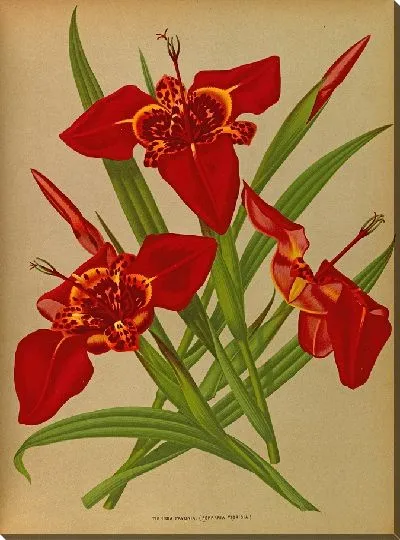 Картина Тигридия Павония (Феррария Тигридия) (1872-1881)