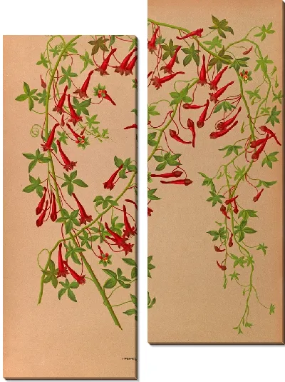 Картина Тропеолум пятилистный (1872-1881)