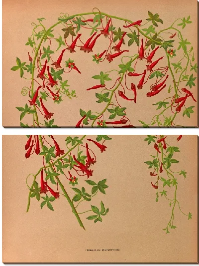 Картина Тропеолум пятилистный (1872-1881)