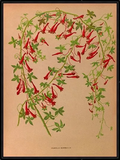 Картина Тропеолум пятилистный (1872-1881)