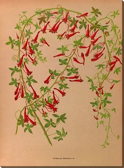 Картина Тропеолум пятилистный (1872-1881)