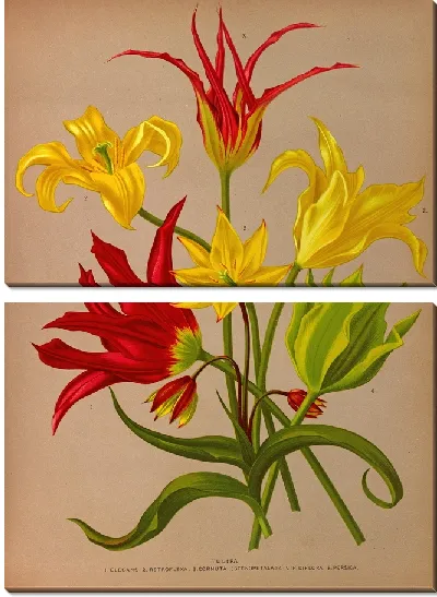 Картина Тюлипа (1872-1881)