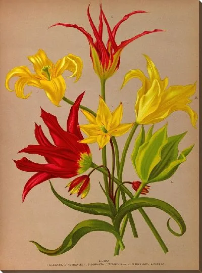 Картина Тюлипа (1872-1881)