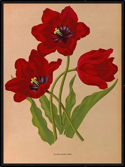 Картина Тюльпан Геснериана (1872-1881)