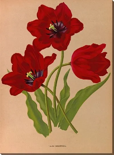 Картина Тюльпан Геснериана (1872-1881)