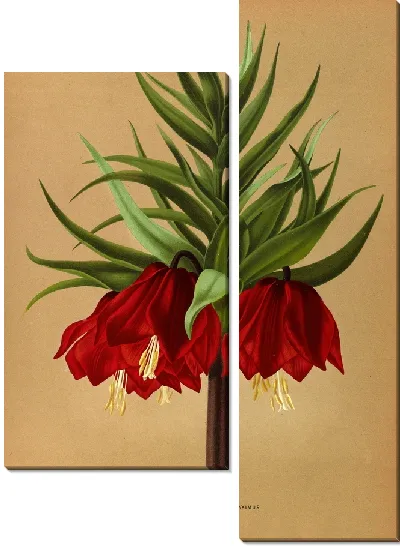 Картина Фритиллярия Империалис Максимус (1872-1881)