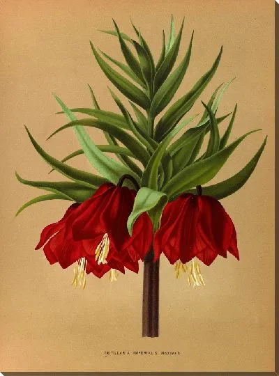 Картина Фритиллярия Империалис Максимус (1872-1881)