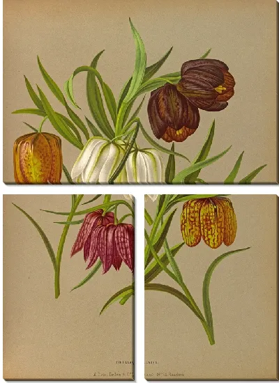 Картина Фритиллярия Мелеагрис (1872-1881)