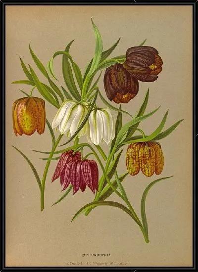 Картина Фритиллярия Мелеагрис (1872-1881)