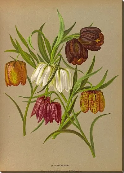 Картина Фритиллярия Мелеагрис (1872-1881)