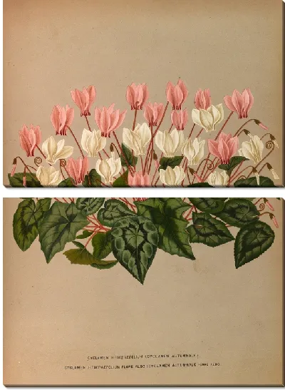 Картина Цикламен Hederaefolium (Cyclamen Autumnale) (1872-1881)